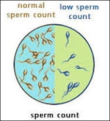 Sperm count
